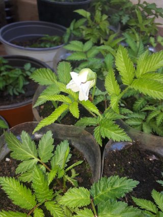 PIANTA DI LAMPONE FRAGOLA – RUBUS ILLECEBROSUS
