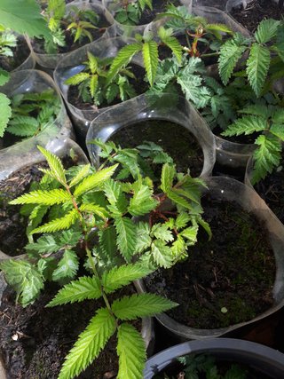 PIANTA DI LAMPONE FRAGOLA – RUBUS ILLECEBROSUS