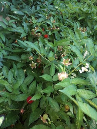 PIANTA DI LAMPONE FRAGOLA – RUBUS ILLECEBROSUS