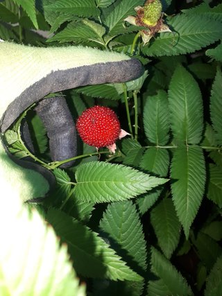 PIANTA DI LAMPONE FRAGOLA – RUBUS ILLECEBROSUS