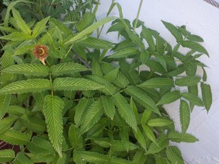 PIANTA DI LAMPONE FRAGOLA – RUBUS ILLECEBROSUS
