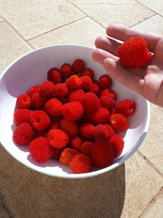 PIANTA DI LAMPONE FRAGOLA – RUBUS ILLECEBROSUS