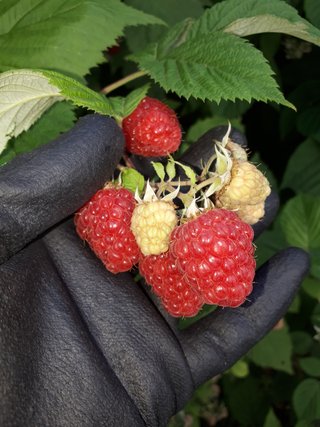 PIANTA DI LAMPONE ROSSO VARIETÀ GLEN APPLE UNIFERO