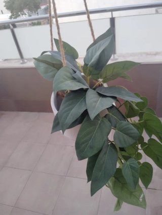 Plantas artificiales decorativas