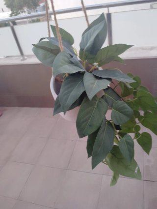 Plantas artificiales decorativas