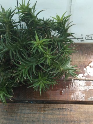 4 bolas Planta aérea Thillandsia