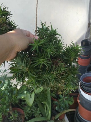 4 bolas Planta aérea Thillandsia