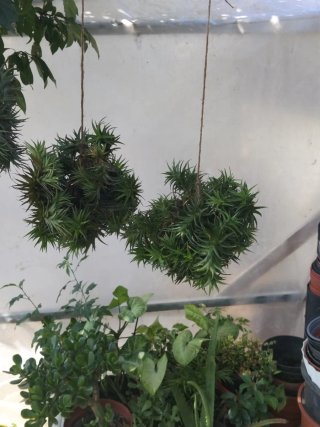 4 bolas Planta aérea Thillandsia