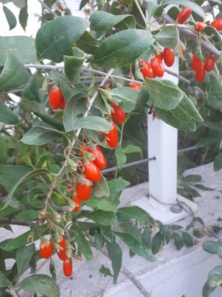 PIANTA DI GOJI – LYCIUM BARBARUM – SUPERFRUTTO