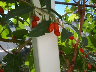 PIANTA DI GOJI – LYCIUM BARBARUM – SUPERFRUTTO