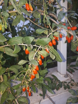 PIANTA DI GOJI – LYCIUM BARBARUM – SUPERFRUTTO