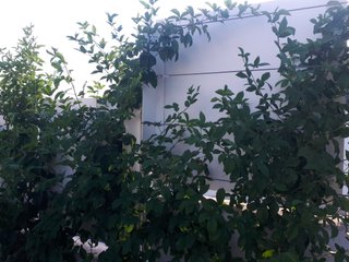 PIANTA DI MORA BIANCA – VARIETÀ POLAR BERRY