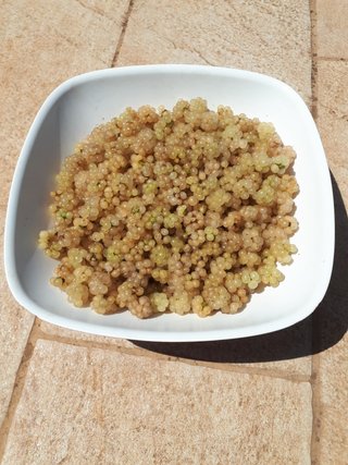 PIANTA DI MORA BIANCA – VARIETÀ POLAR BERRY
