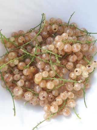 PIANTA DI RIBES BIANCO – VARIETÀ ZITAVIA – PRECOCE