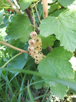 PIANTA DI RIBES BIANCO – VARIETÀ ZITAVIA – PRECOCE