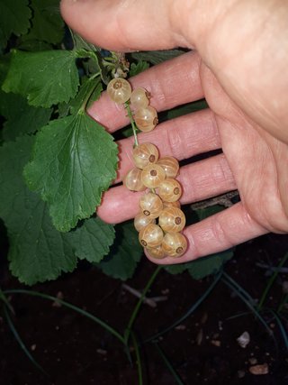 PIANTA DI RIBES BIANCO – VARIETÀ ZITAVIA – PRECOCE