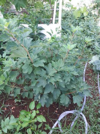 PIANTA DI RIBES BIANCO – VARIETÀ ZITAVIA – PRECOCE