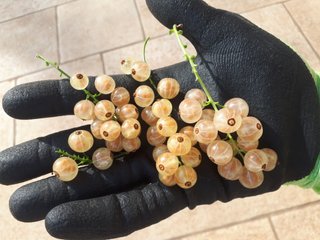 PIANTA DI RIBES BIANCO – VARIETÀ ZITAVIA – PRECOCE