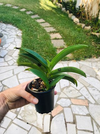 Phalaenopsis buyssoniana