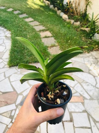 Phalaenopsis buyssoniana