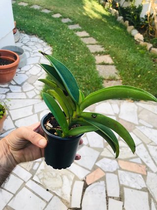 Phalaenopsis buyssoniana