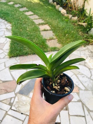 Phalaenopsis buyssoniana