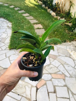 Phalaenopsis buyssoniana