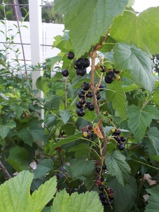 PIANTA RIBES NERO – VARIETÀ TITANIA