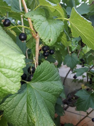 PIANTA RIBES NERO – VARIETÀ TITANIA