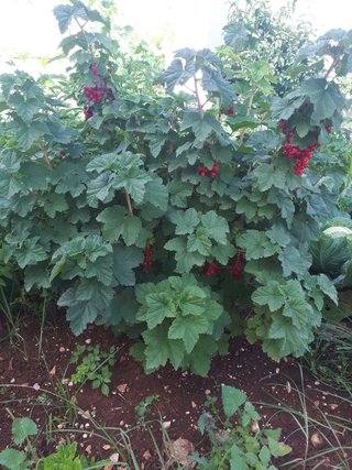PIANTA DI RIBES ROSSO – VARIETÀ JUNIFER – PRECOCE