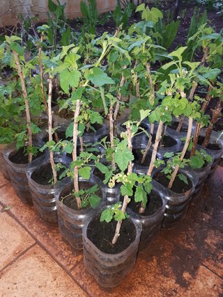 PIANTA DI RIBES ROSSO – VARIETÀ JUNIFER – PRECOCE