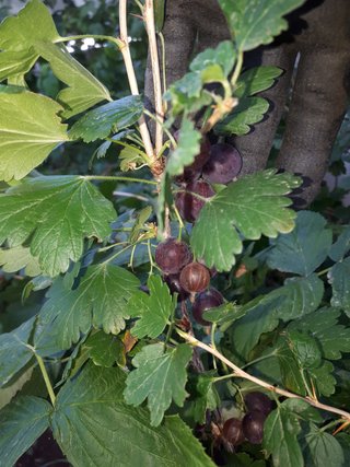 PIANTA DI UVASPINA ROSSA – VARIETÀ HINNONMAKI RED