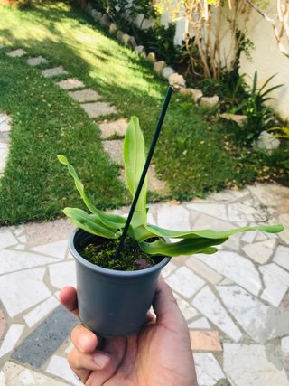 Paphiopedilum pinocchio “yellow”