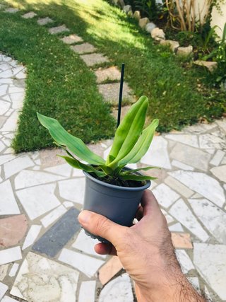 Paphiopedilum pinocchio “yellow”