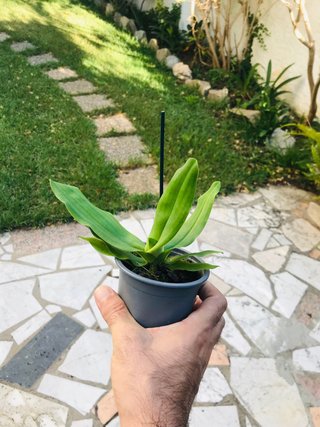 Paphiopedilum pinocchio “yellow”