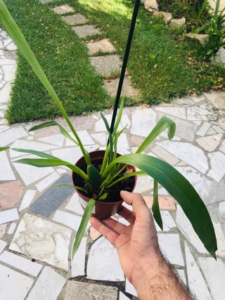Zygopetalum impasto green