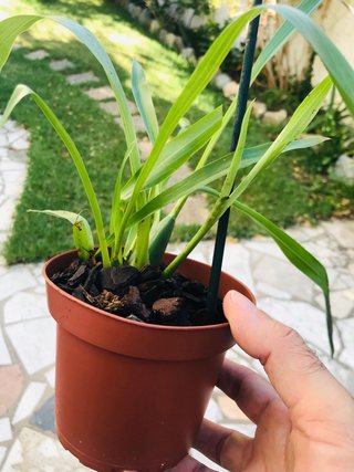 Zygopetalum impasto green