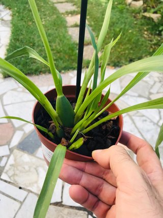 Zygopetalum impasto green