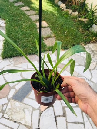 Zygopetalum impasto green
