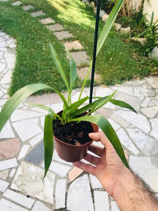 Zygopetalum impasto green