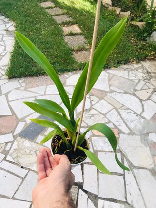 Brassia eternal wind