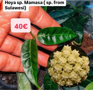 Hoya sp. Mamasa (Sulawesi)