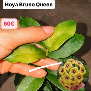 Hoya Bruno Queen