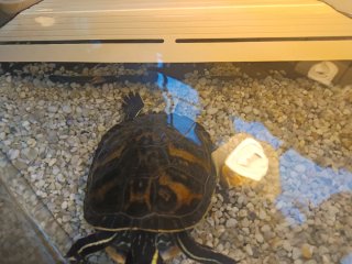 Acuario para tortugas