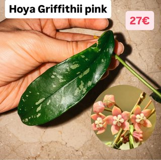 Hoya Griffithii pink