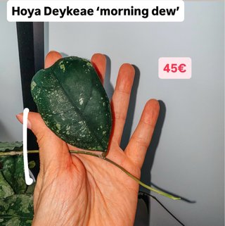 Hoya Deykeae 'morning dew'