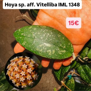 Hoya Vitelliba IML 1348
