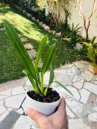 Oncidium tiger barb