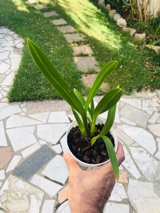 Oncidium tiger barb