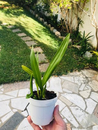 Oncidium tiger barb